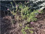  ?? Betty Cahill, Special to The Denver Post Betty Cahill, Special to The Denver Post ?? Betty Cahill’s two-year-old lilac shrub looks half dead.