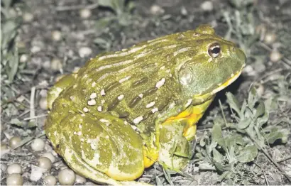  ??  ?? THREATENED. It’s the breeding season for the giant bullfrog (Pyxicephal­us adspersus).