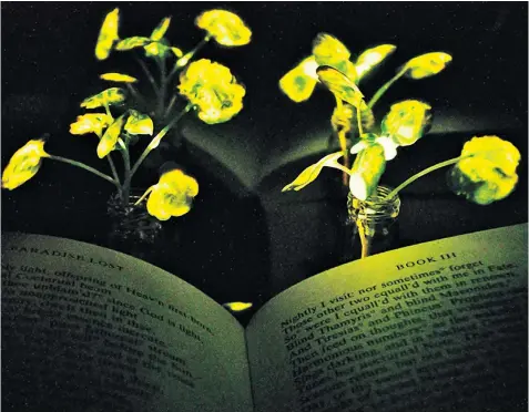  ??  ?? Two watercress nanobionic light-emitting plants illuminate John Milton’s Paradise Lost. The book and the light-emitting watercress plants were placed in front of reflective paper