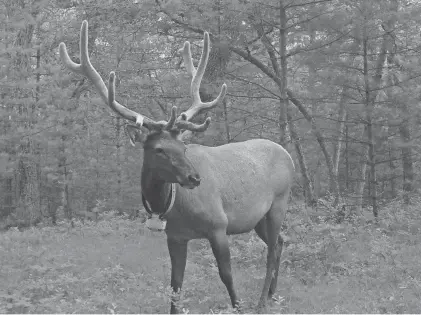  ?? WISCONSIN DEPARTMENT OF NATURAL RESOURCES ?? A bull elk is shown in Jackson County, where much of the central herd lives.