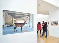  ?? FOTO: HORST HÖRGER ?? In der Ausstellun­g „Wilde Tiere in der Stadt“im Stadthaus Ulm. Ein Blick auf das Fotos von Yoko Ishii „Liebes Reh“.