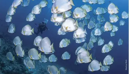  ??  ?? TOP A school of batfish swim around a diver. These fish are common around reefs and shipwrecks