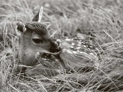  ??  ?? Just because a fawn appears to be abandoned doesn’t mean it is. Does often leave their babies alone for hours while they forage, and a fawn’s natural instinct to lie low and still while curled up in tall grass or under brush helps it stay safe until its mom returns.