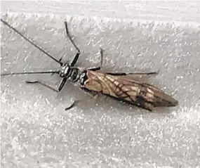  ?? UNIVERSITY OF MARYLAND EXTENSION’S HOME AND GARDEN INFORMATIO­N CENTER ?? Little black stoneflies are native species that are not pests but rather indicators of clean, unpolluted water and an important link in the food chain.