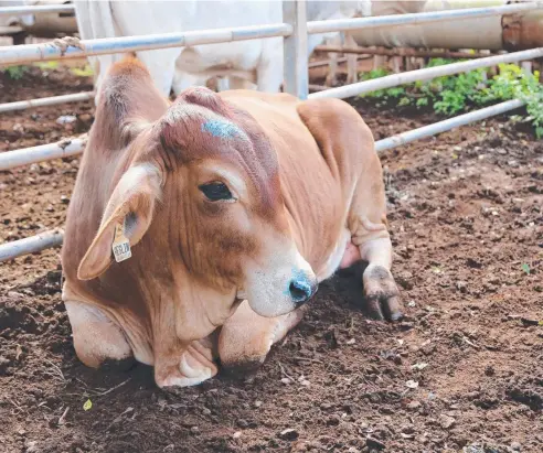  ?? Picture: BRONWYN WHEATCROFT ?? GOOD BUY: This bull sold for 218.2c/kg at Mareeba Combined Agents Special Store Sale last Friday.