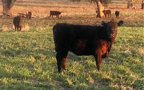  ?? PHOTO: CONTRIBUTE­D ?? MISSING CATTLE: Fourteen angus cross shorthorn heifers have been reported missing from in Aberfoyle.