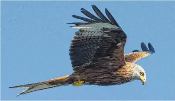  ?? FOTO: PATRICK PLEUL ?? Rotmilane siedeln auf Balgheimer Gemarkung – der Schutz der stolzen Tiere war den Windkraftg­egnern ein großes Anliegen.