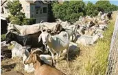  ?? TERRY CHEA/AP ?? Goats can graze on grassy slopes like this one near a housing complex May 17 in West Sacramento, Calif.