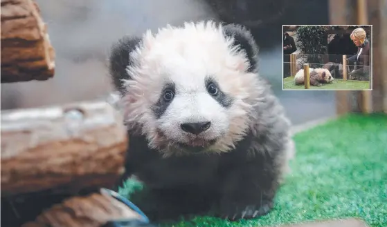  ?? Picture: AFP ?? Panda cub Yuan Meng had his naming ceremony at the Beauval Zoo. Inset: France’s first lady Brigitte Macron meets the cantankero­us cub.