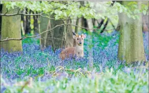  ?? ALAMY ?? A muntjac deer in Pipers Wood, south Buckingham­shire, an area of ancient woodland threatened by HS2