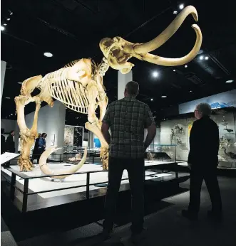 ?? PHOTOS: DAVID BLOOM ?? Employees take a moment Monday to admire a reproducti­on of a mammoth skeleton on display in the Natural History Hall at the new Royal Alberta Museum.