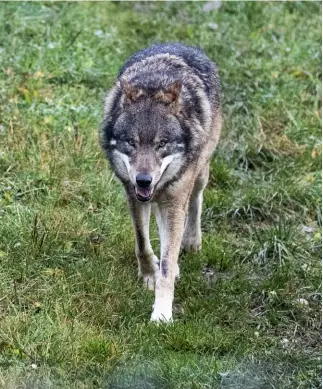  ?? KEYSTONE ?? Il Kora coordina il monitoragg­io dei grandi predatori in Svizzera