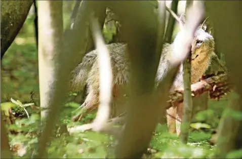  ??  ?? Thüringens bisher einzige Wölfin stammt aus der Lausitz. Das Jungtier zog an Zwickau vorbei bis auf den Truppenübu­ngsplatz bei Ohrdruf. Am . Mai lief die Fähe nur  Meter an der Kamera des Fotografen vorbei. Foto: Stefan Böttner