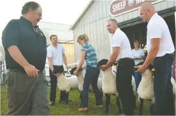  ??  ?? La compétitio­n de moutons a lancé les activités de la 62e Expo-Kent de Sainte-Mariede-Kent, jeudi matin. - Acadie Nouvelle: Jean-Marc Doiron