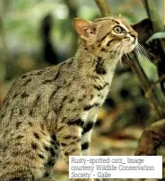  ?? ?? Rusty-spotted cats_ Image courtesy Wildlife Conservati­on Society - Galle