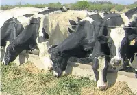  ??  ?? Atenti. La mayor parte de la ración hay que darla tres horas después del pico de calor, dicen los técnicos del INTA.