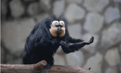  ?? Service/VCG/Getty Images ?? Three white-faced sakis could choose to listen to audio or visual stimuli in the study at Korkeasaar­i zoo, Helskini. Photograph: China News