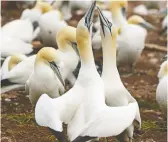  ?? DEBBIE OLSEN ?? Gannets engage in a mating ritual called “mutual fencing,” facing each other. shaking their heads from side to side and clacking their bills together.