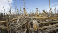  ?? NATI HARNIK/ASSOCIATED PRESS FILE PHOTO ?? Despite such high-profile weather stories as the drought in the U.S. Midwest this year, the UN doesn’t see much public interest for government­s to take action on global warming.