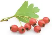  ?? DREAMSTIME ?? Scientific evidence supports the use of hawthorn extract for people with mild to moderate heart failure.