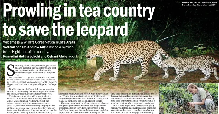  ??  ?? Mother and cub on a tea estate at the base of a ridge. Pix courtesy WWCT Capturing the elusive animal on camera: Dr. Andrew Kittle (above) and (below left) Anjali Watson