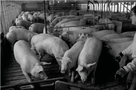  ?? ?? Hog numbers have exploded in Iowa but the number of farms raising hogs has fallen by 90%.