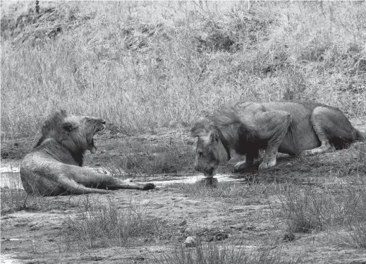  ??  ?? A young male lion wearing a tracking collar drinks in the river in Tanzania’s Tarangire National Park. Across Africa, the number of lions has dropped by more than 40 percent in two decades, putting lions on the list of species scientists consider “vulnerable” to extinction. Lions have disappeare­d from 94 percent of the lands they used to roam in Africa. — IC