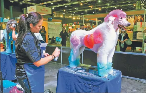  ?? FOTOS: MARCELO ABALLAY ?? BUCLES Y TINTURA. Un caniche en proceso de peinado, durante un concurso en la exposición Nuestros caballos y nuestros perros.