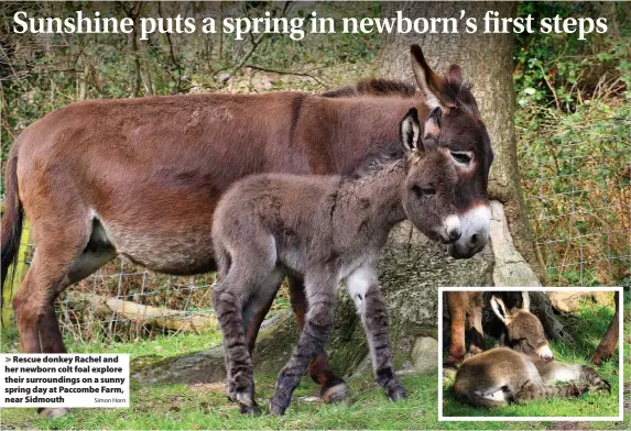  ?? Simon Horn ?? > Rescue donkey Rachel and her newborn colt foal explore their surroundin­gs on a sunny spring day at Paccombe Farm, near Sidmouth