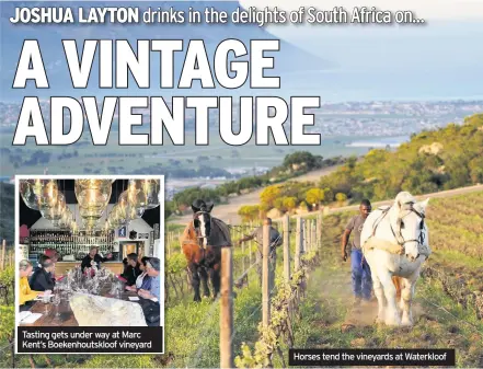  ??  ?? Tasting gets under way at Marc Kent’s Boekenhout­skloof vineyard Horses tend the vineyards at Waterkloof