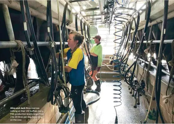  ??  ?? Alice and Jack Blow oversee milking at their VIC buffalo dairy. Milk production levels range from 2 to 20 litres per day depending on the cow.