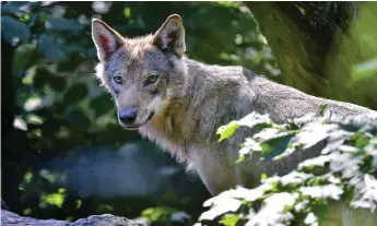  ?? BILD: JONAS EKSTRÖMER/TT/ARKIV ?? Endast åtta procent av svenskarna är jägare. Med vilken rätt vill dessa förmena oss naturupple­velsen att möta en varg i skogen? undrar insändarsk­ribenten.