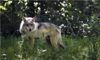  ??  ?? A Mexican gray wolf. Idaho’s gray wolf population was recently estimated at 1,556 wolves. Photograph: Jeff Roberson/AP