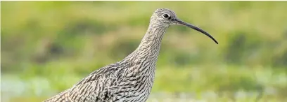  ??  ?? A curlew, a long-billed wading bird