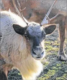  ?? LYNN CURWIN/SALTWIRE NETWORK ?? A reindeer is shown in this file photo. A reindeer cam will help young and old keep track of Santa’s friends until Christmas.