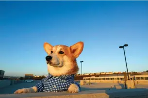  ?? Tribune News Service ?? n Geordi La Corgi takes in the view from the rooftop of a garage overlookin­g Playa Vista, Calif.