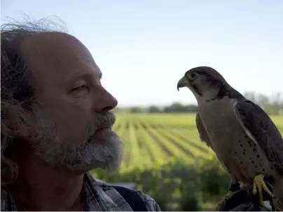  ??  ?? Falkenerar­en och hans jaktfalk visar upp sina kunskaper hos Jackson Family Estates.