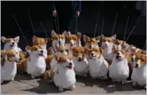  ?? ?? A group of corgi puppets made by puppet maker Louise Jones, each one an individual and based on past and present Royal corgis, are seen May 5 as part of “The Queen’s Favourites” for the Platinum Jubilee Pageant in Coventry, England.
(File Photo/AP/Kirsty Wiggleswor­th)