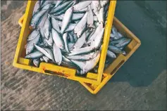  ??  ?? Malaysian fish consumptio­n has increased by 150 per cent since 1961.
