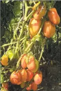  ?? Chris Bosak / Hearst Connecticu­t Media ?? Tomatoes grow on the vine at White Silo Farm.