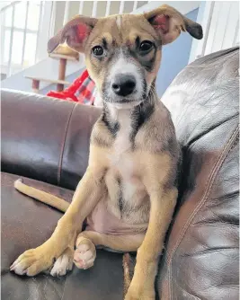  ?? CONTRIBUTE­D ?? Four-month-old Ember is one of three dogs recently rescued from the street in Cuba by Cheryl Ponee of Annapolis.