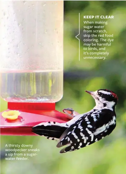  ??  ?? A thirsty downy woodpecker sneaks a sip from a sugarwater feeder.