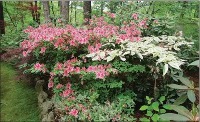  ??  ?? Azaleas are understory plants that do well in filtered sun or morning sun with afternoon shade.