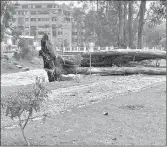  ?? CSM ?? Una de las emergencia­s por la caída de árboles ocurrió en el sector Puertas del Sol.