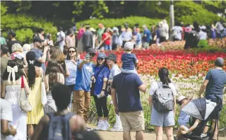  ?? JUSTIN TANG/THE CANADIAN PRESS ?? Crowds enjoy the final day of the Canadian Tulip Festival in Ottawa on Monday, Victoria Day, a public holiday in Canada since 1845, when we were still a province of Britain.