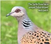  ??  ?? The Turtle Dove has a unique Zebra-striped neck patch