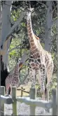  ?? Picture: MARK ANDREWS ?? NECK OF THE WOODS: Abby, front, the well-known male giraffe at Areena Riverside Resort with protective ‘aunt’ Sahara