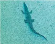  ?? Picture: NOEL KING ?? DOING LAPS: A croc in a pool at Tully Heads.