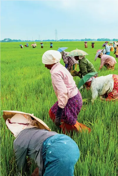  ?? (Getty Images) ?? Le mani e la terra Nella foto, alcuni contadini al lavoro nei campi di Alappuzha, in India