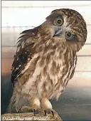  ?? ?? Boobook owl: Found drowning in a swimming pool while attempting to catch a mouse, it was rescued by the homeowner and while trying to escape crashed into the roof of the house and sustained a major head injury. It remains in care at Dutch Thunder Shelter.